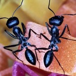 תנועת הנמלים הציונית